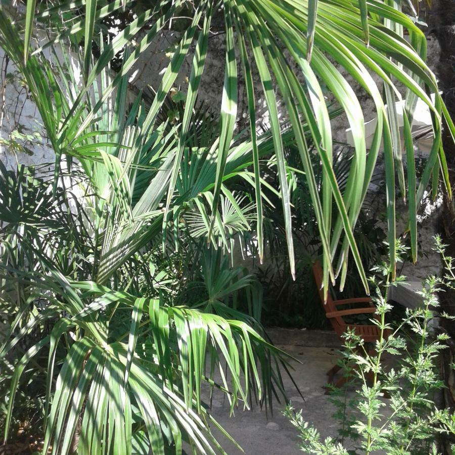 Palmera * Mostar