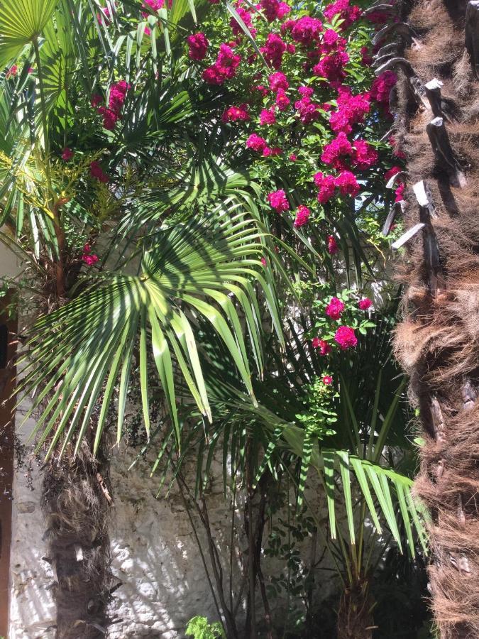 Palmera * Mostar