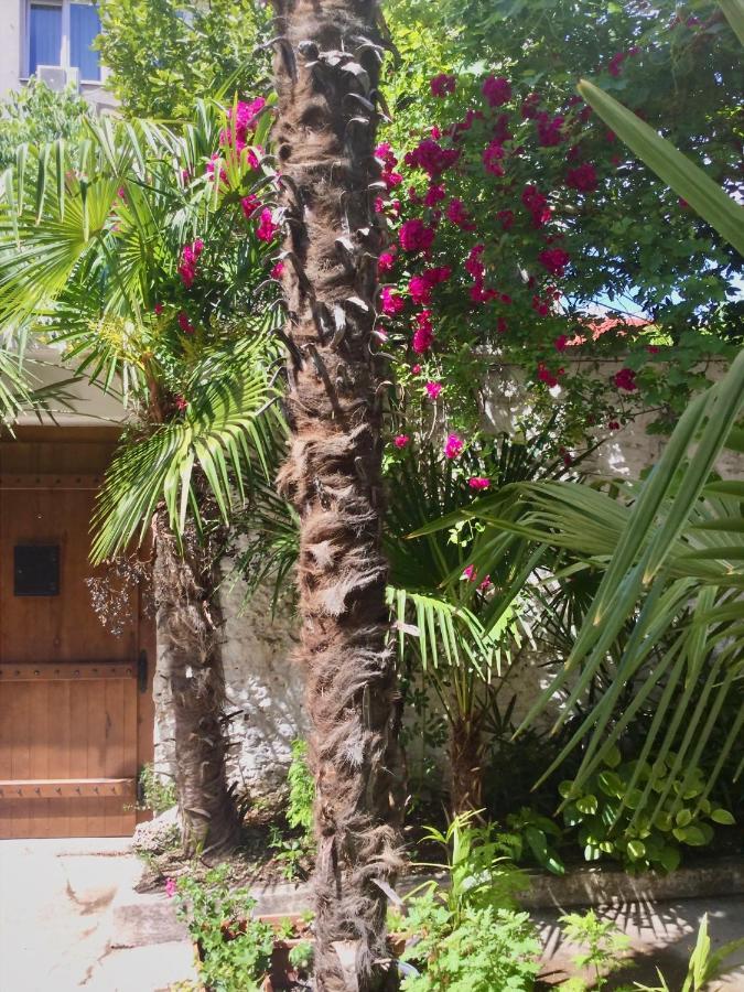 Palmera
